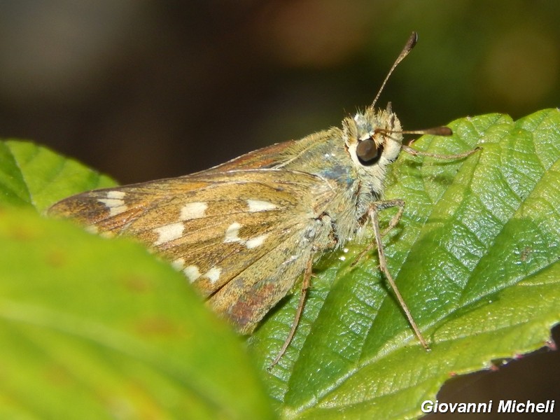 Hesperia comma